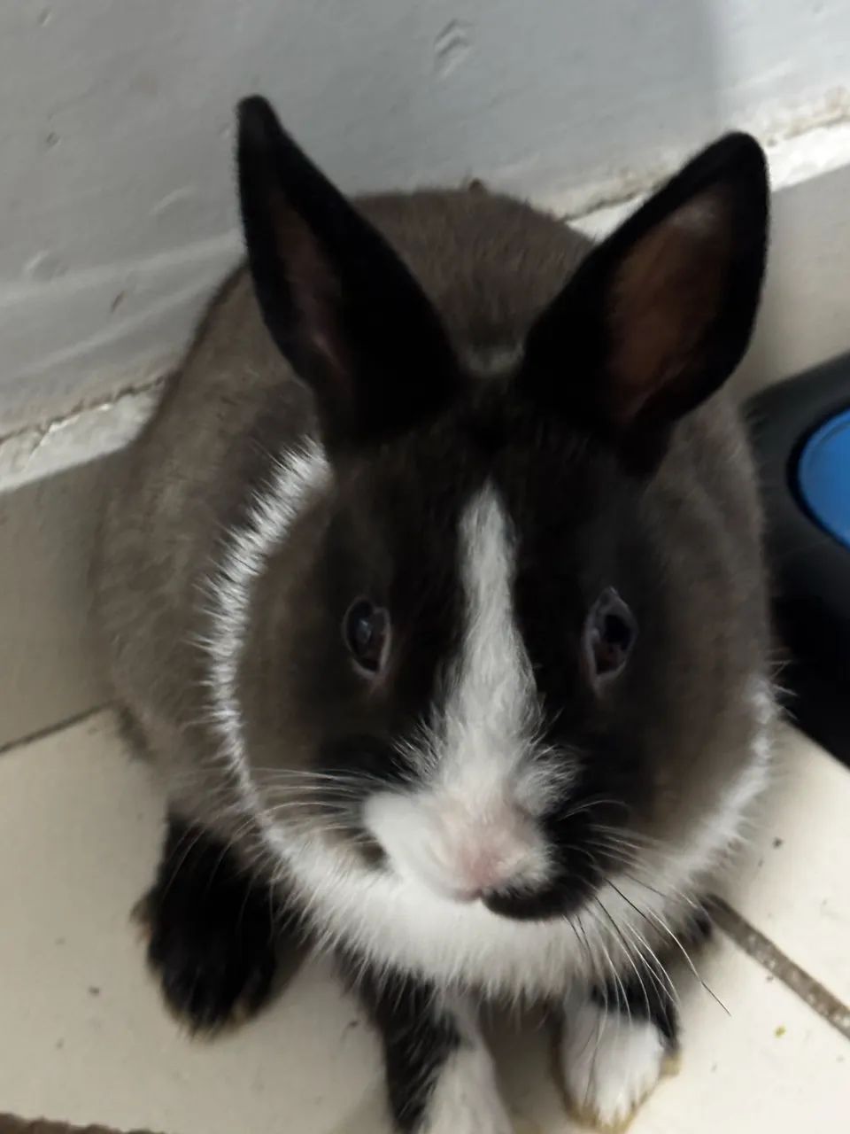Coelho Anão Holandês Netherlands Dwarf - Foto 2