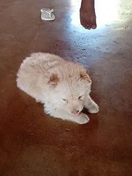 Filhote de Spitz indiano e Chow Chow  - Foto 4