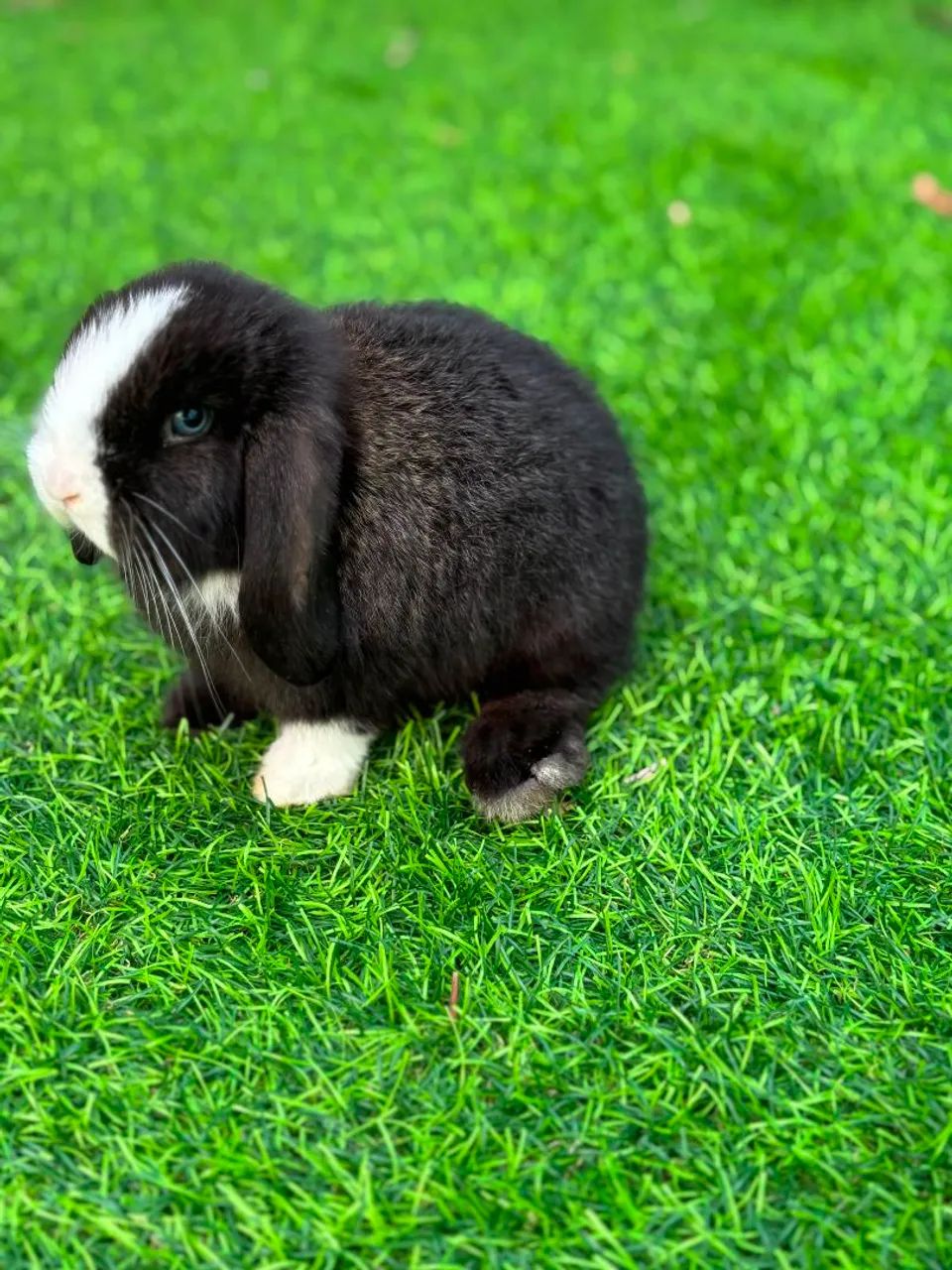 Coelhos da raça mini lop uruguaio.  - Foto 2