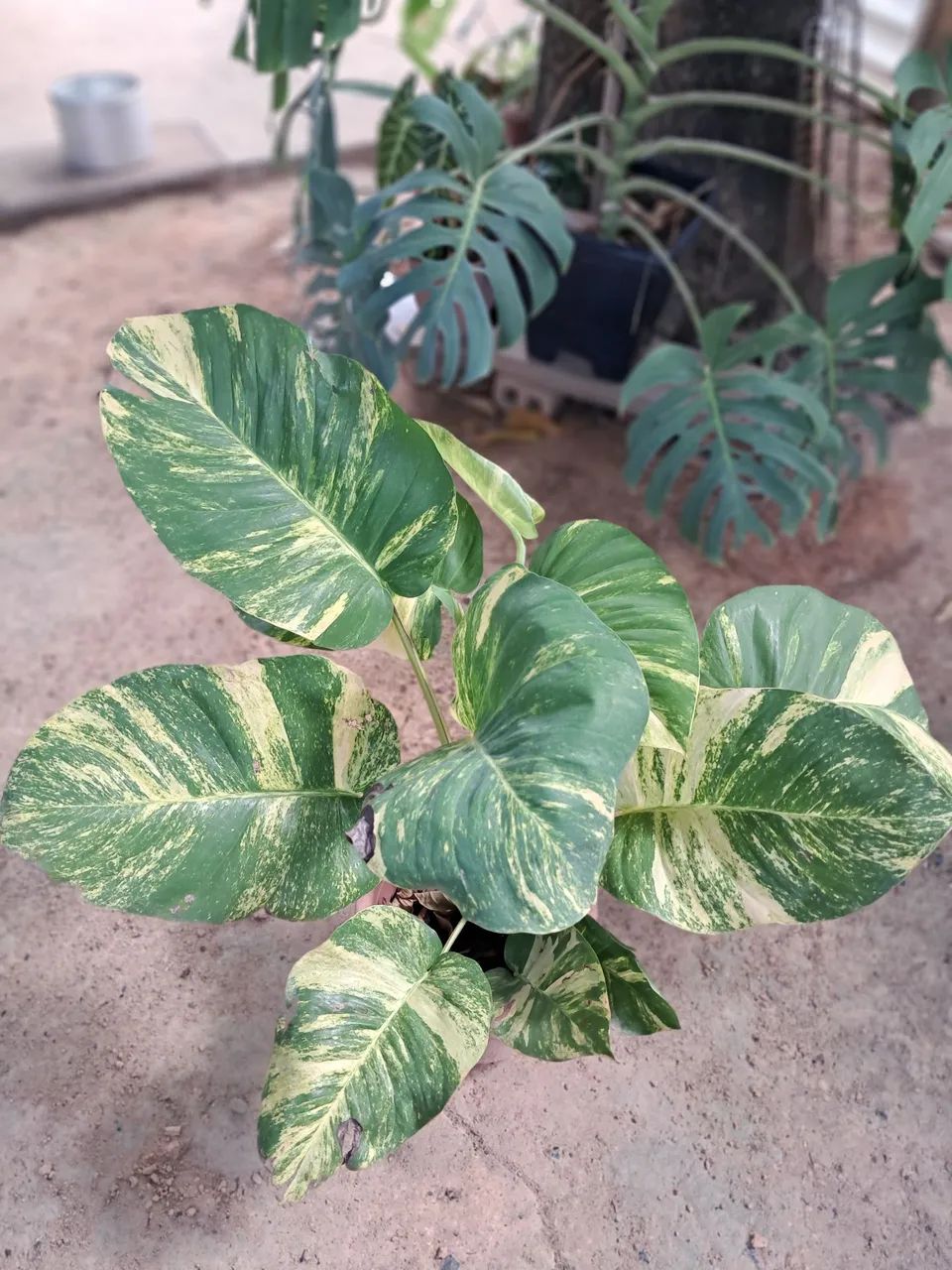 Planta  - Foto 3