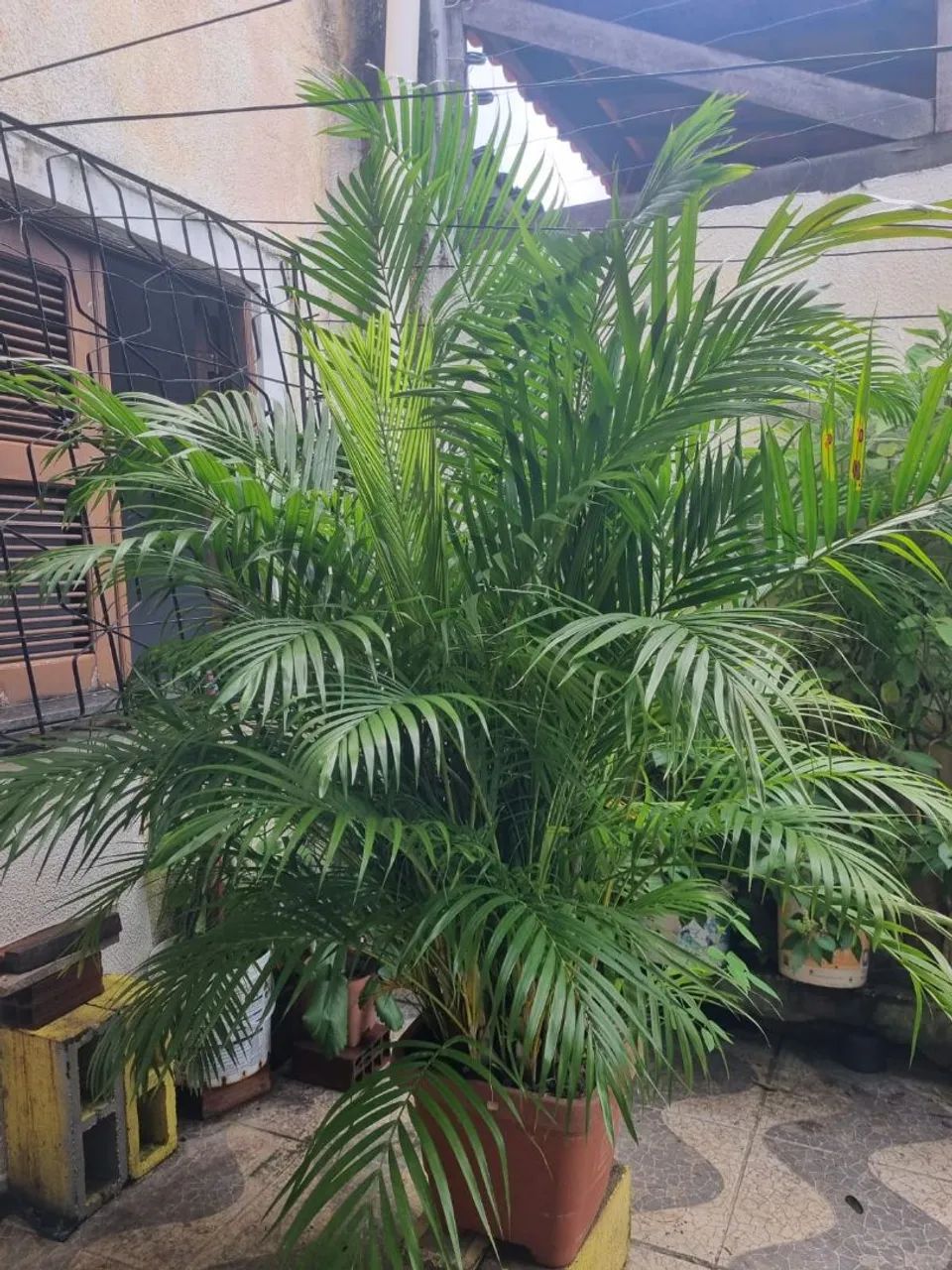 Palmeira