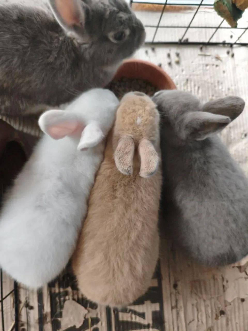 Mini coelho de Netherland 64962189181954121