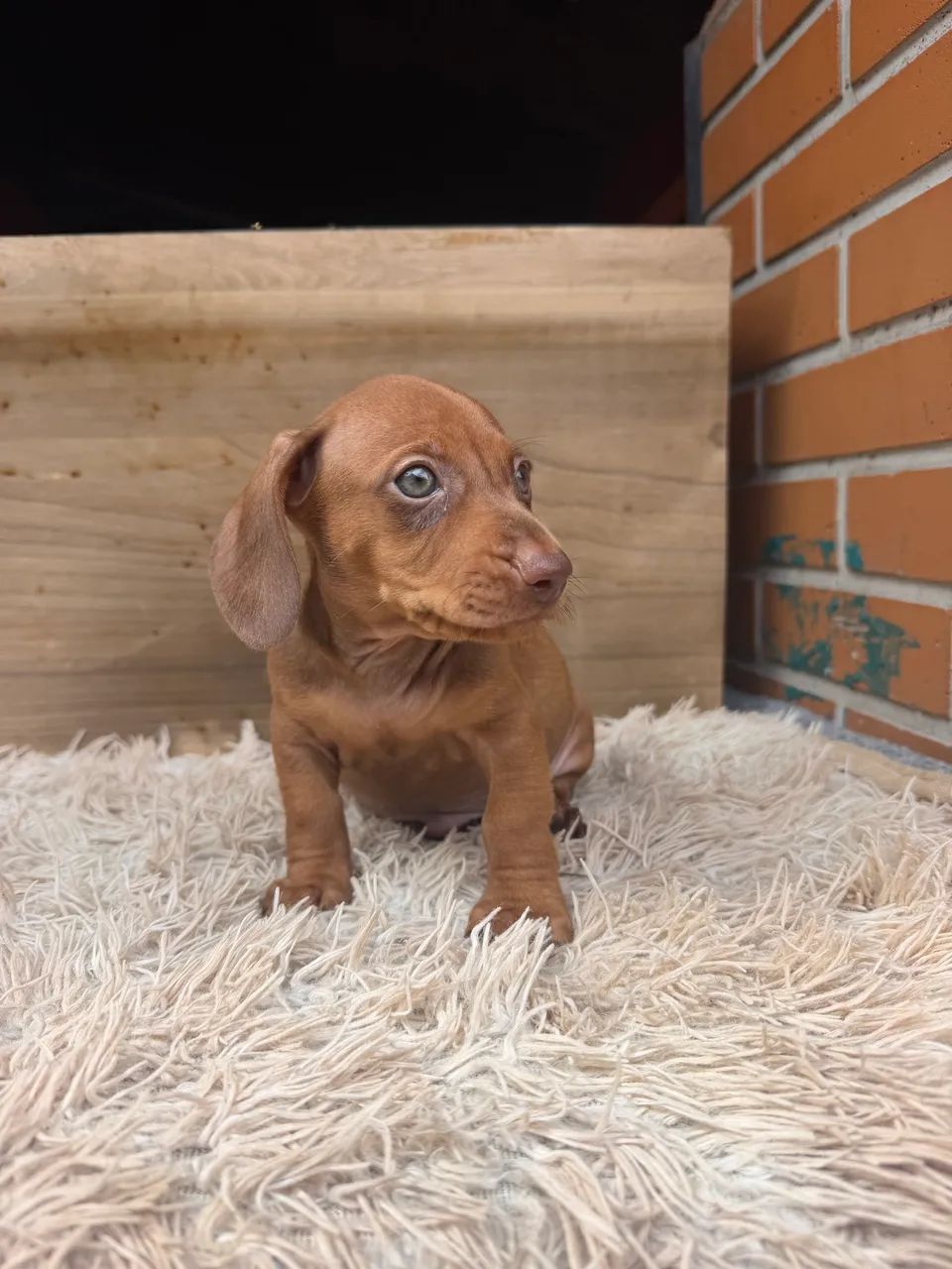 Dachshund macho  - Foto 5