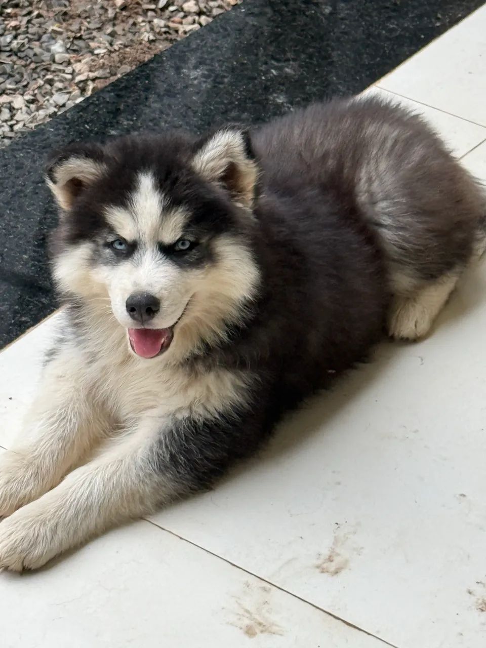 Husky siberiano - Foto 3