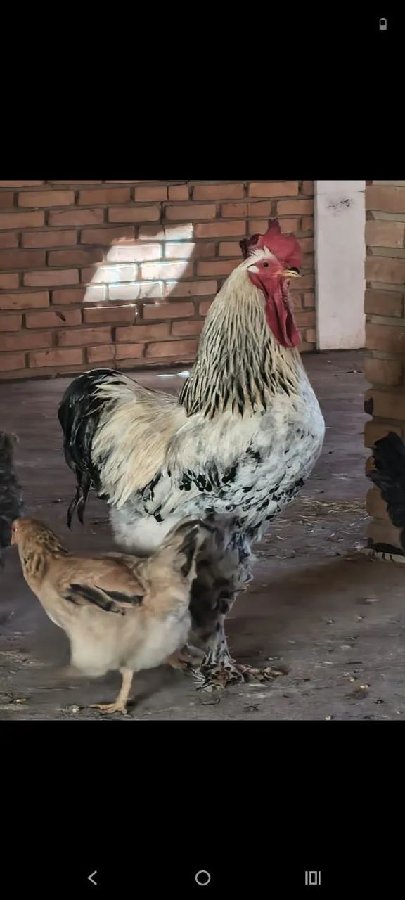 Galo Brahma light  - Foto 2