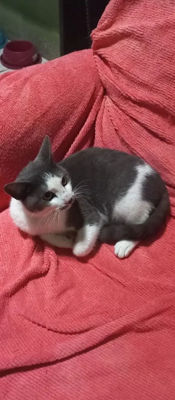 FRED (CINZA C BRANCO) - Foto 2