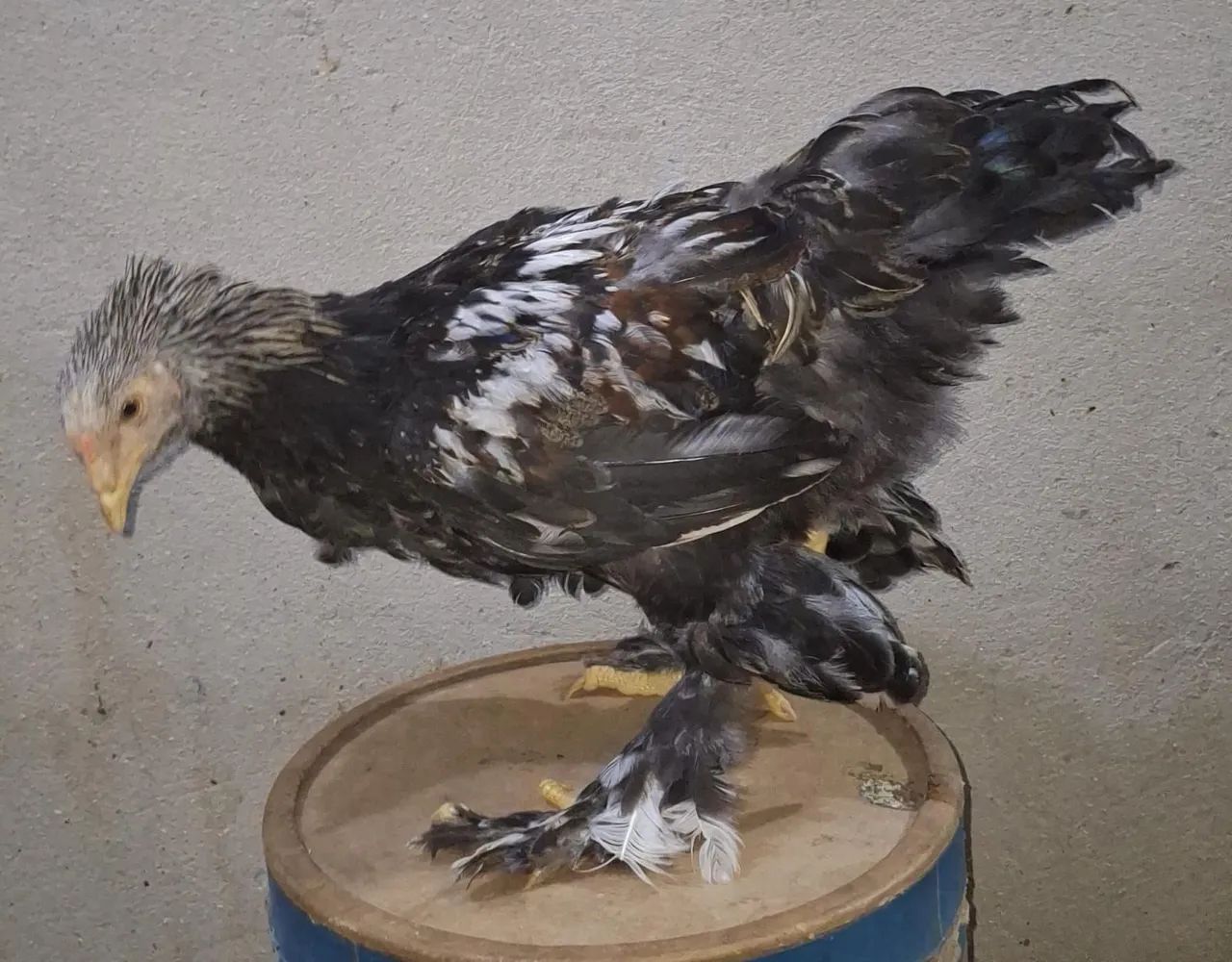 Frango brahma dark.
