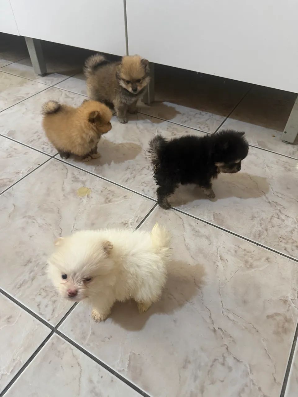 Spitz alemão  - Foto 2