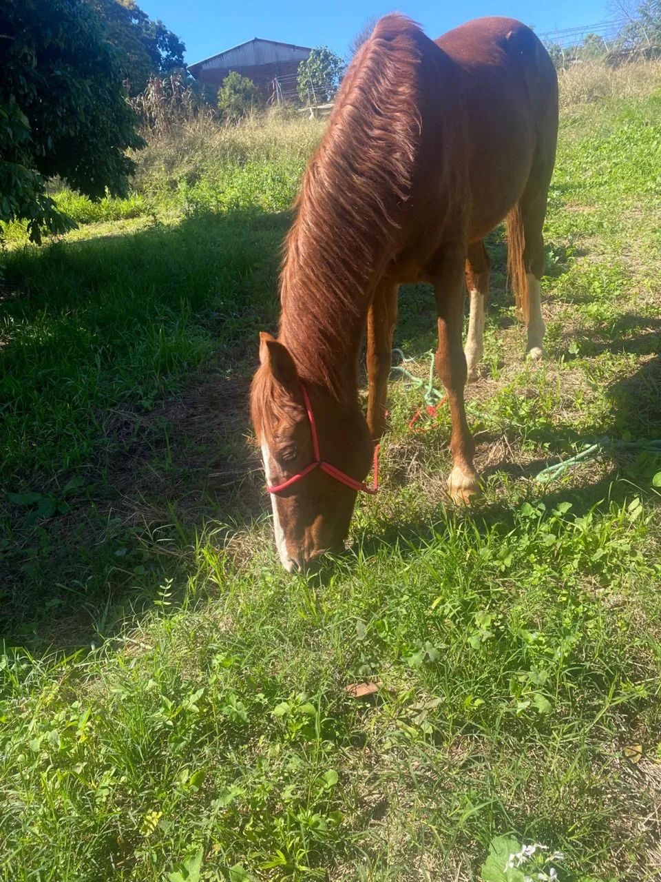 Cavalo trote 
