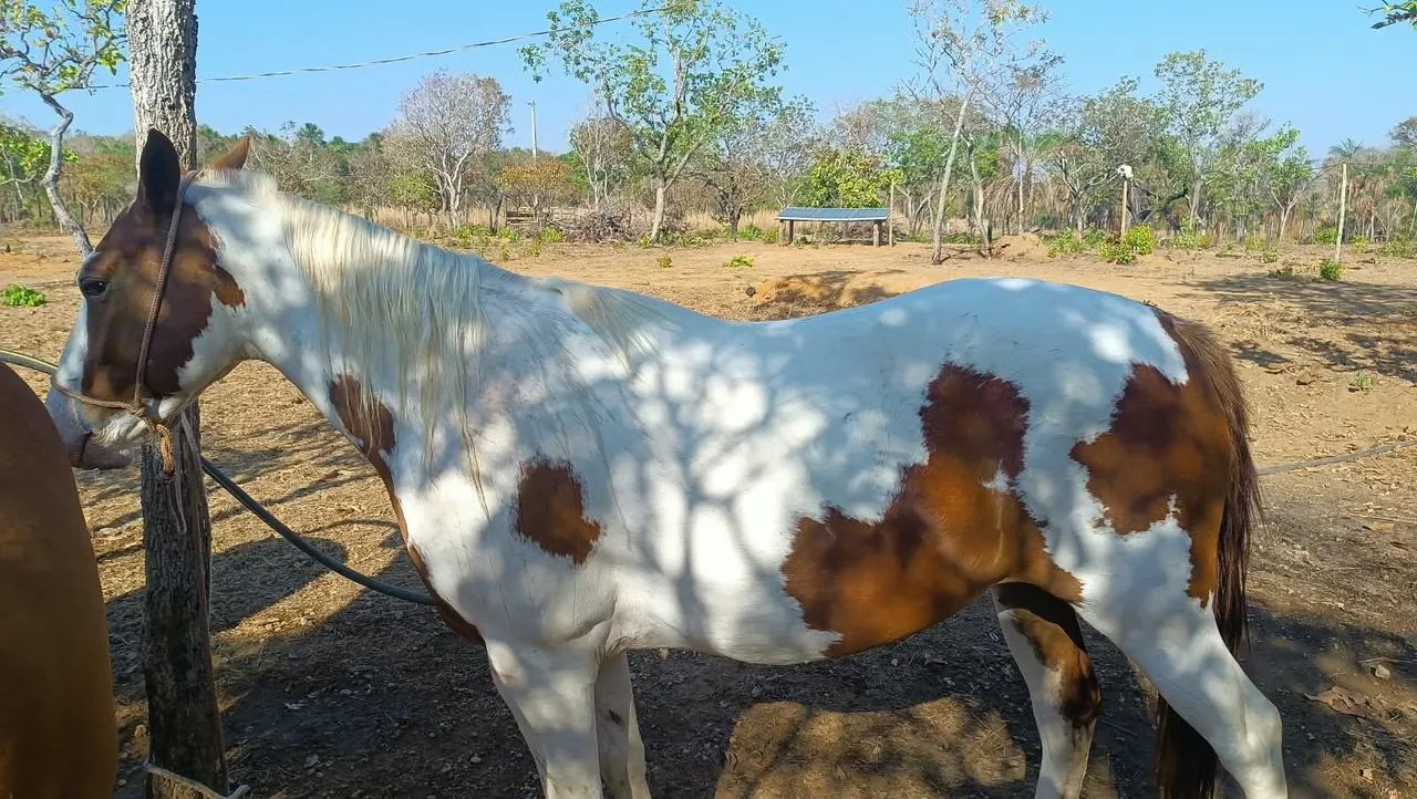 VENDE SE CAVALO DE RAÇA  - Foto 5