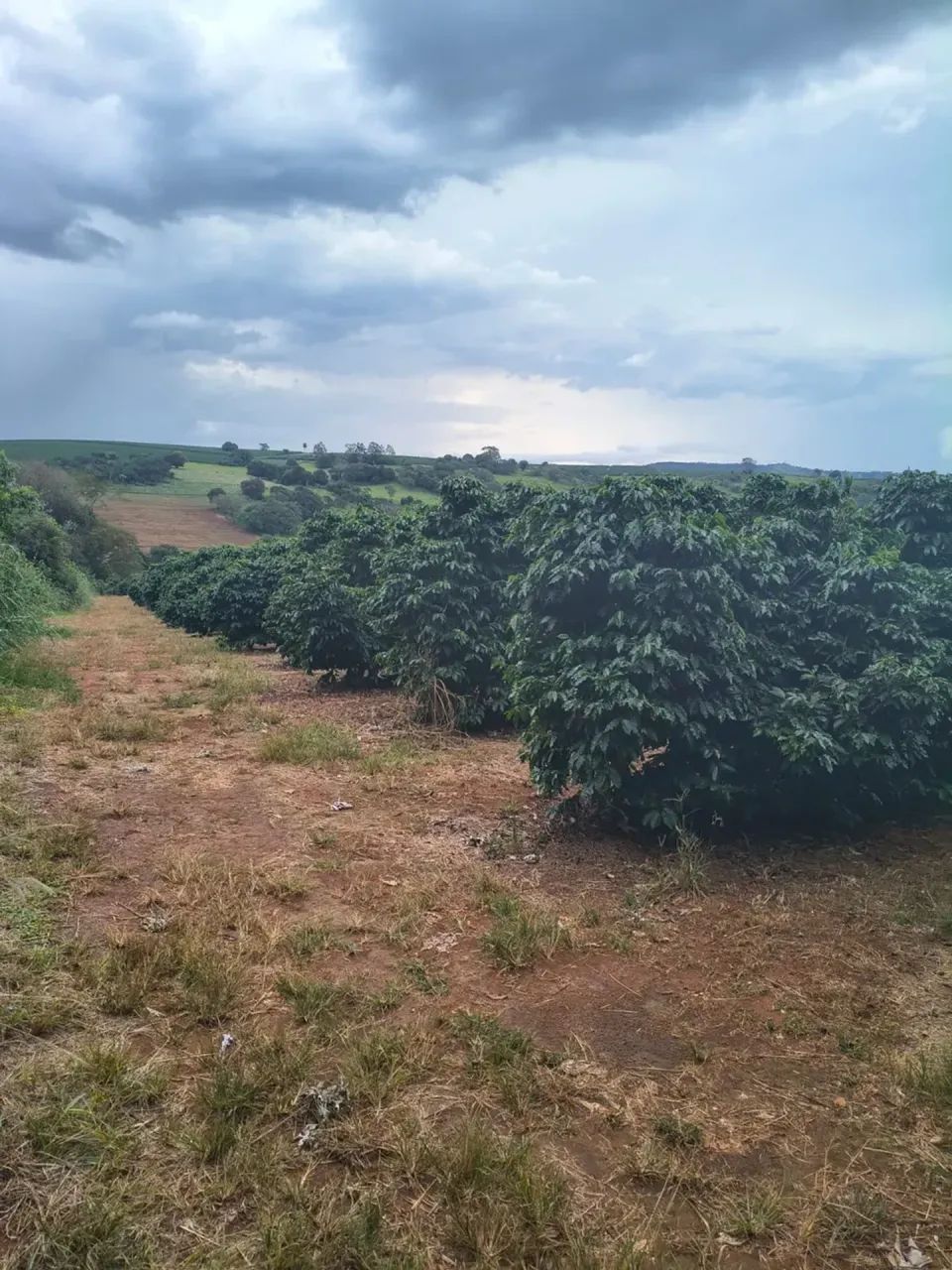 75 mil pés de café mecanizados - Foto 2