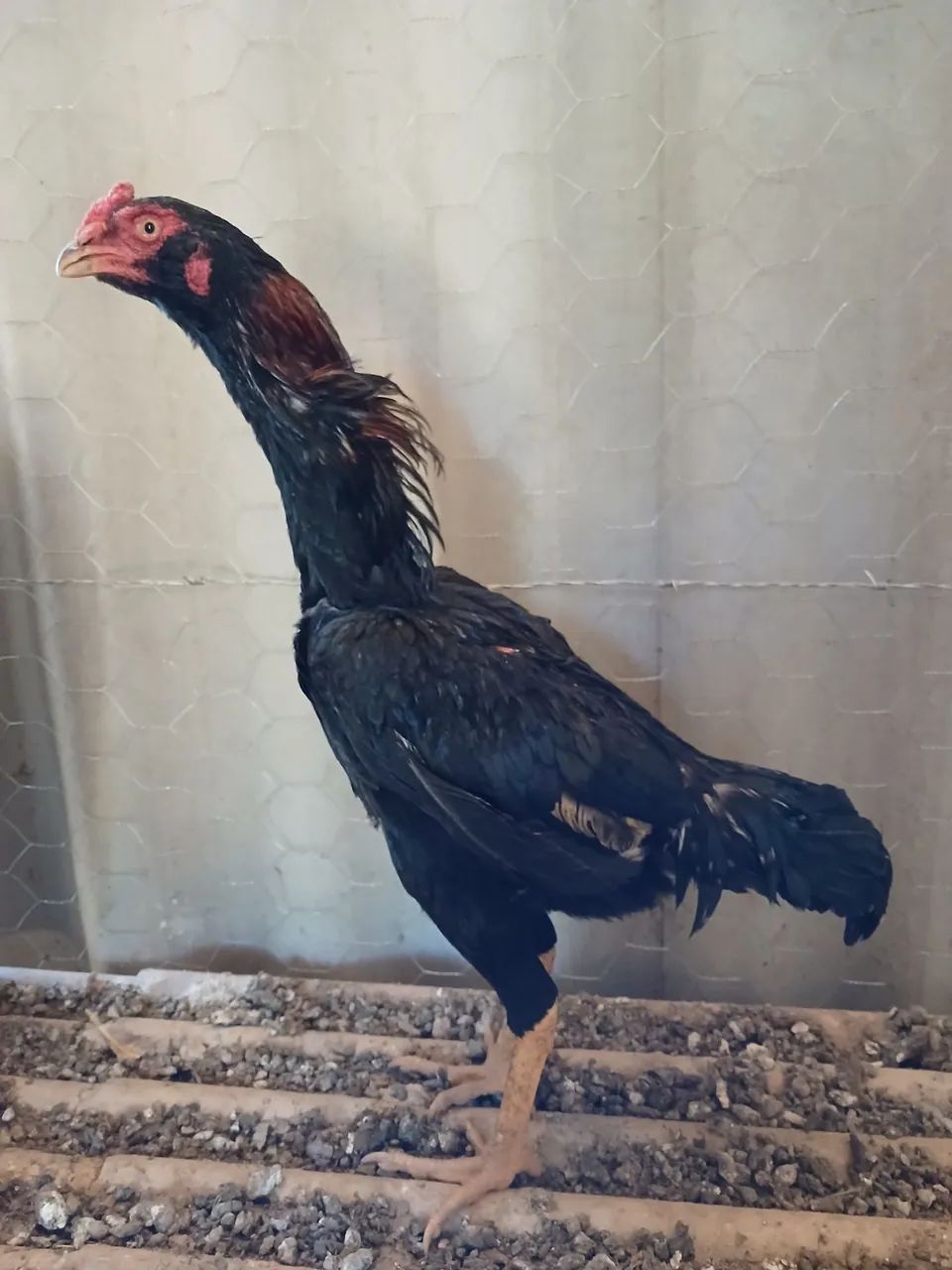Frango - Foto 3