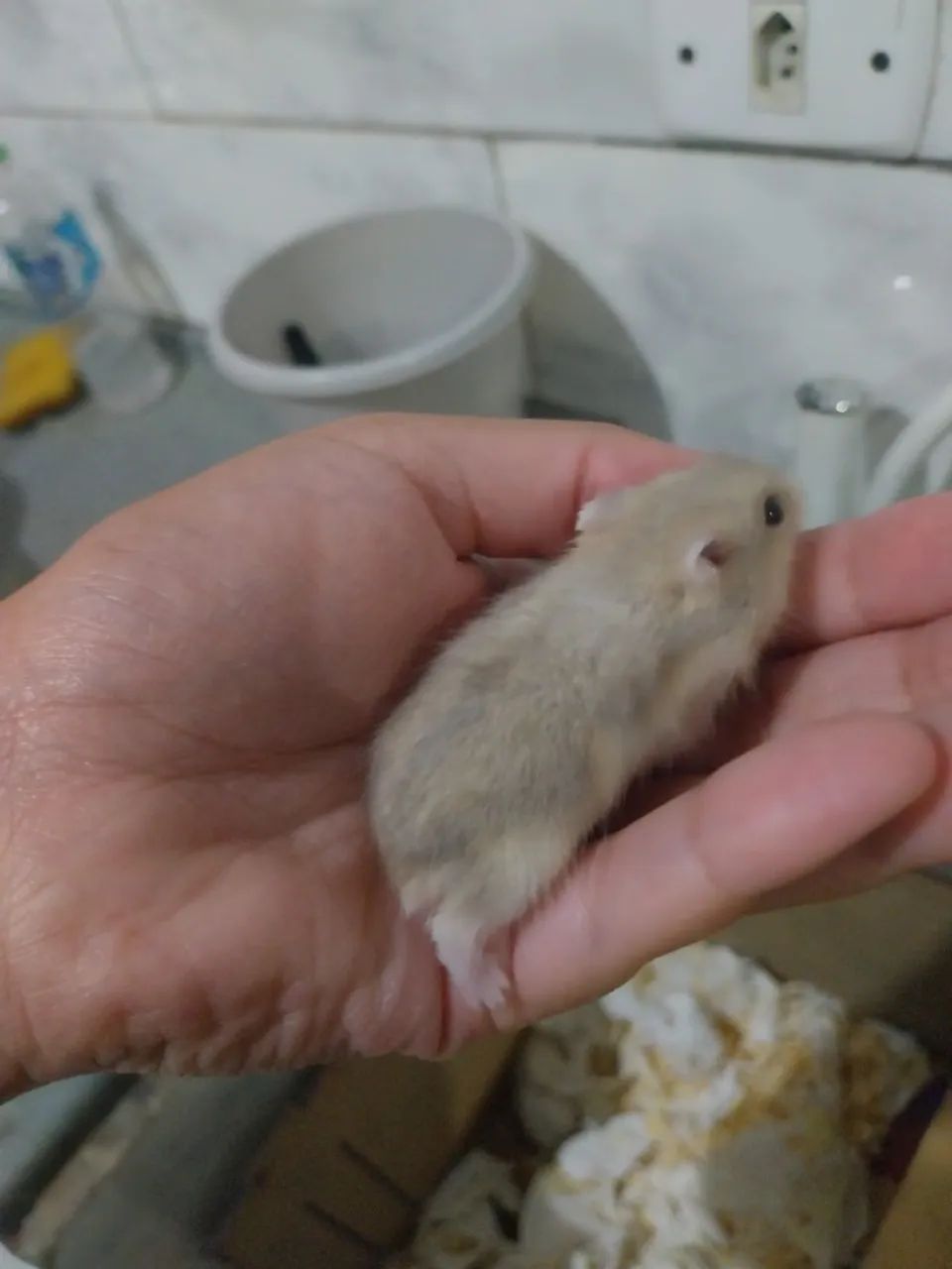 Hamster anao russo - Foto 2