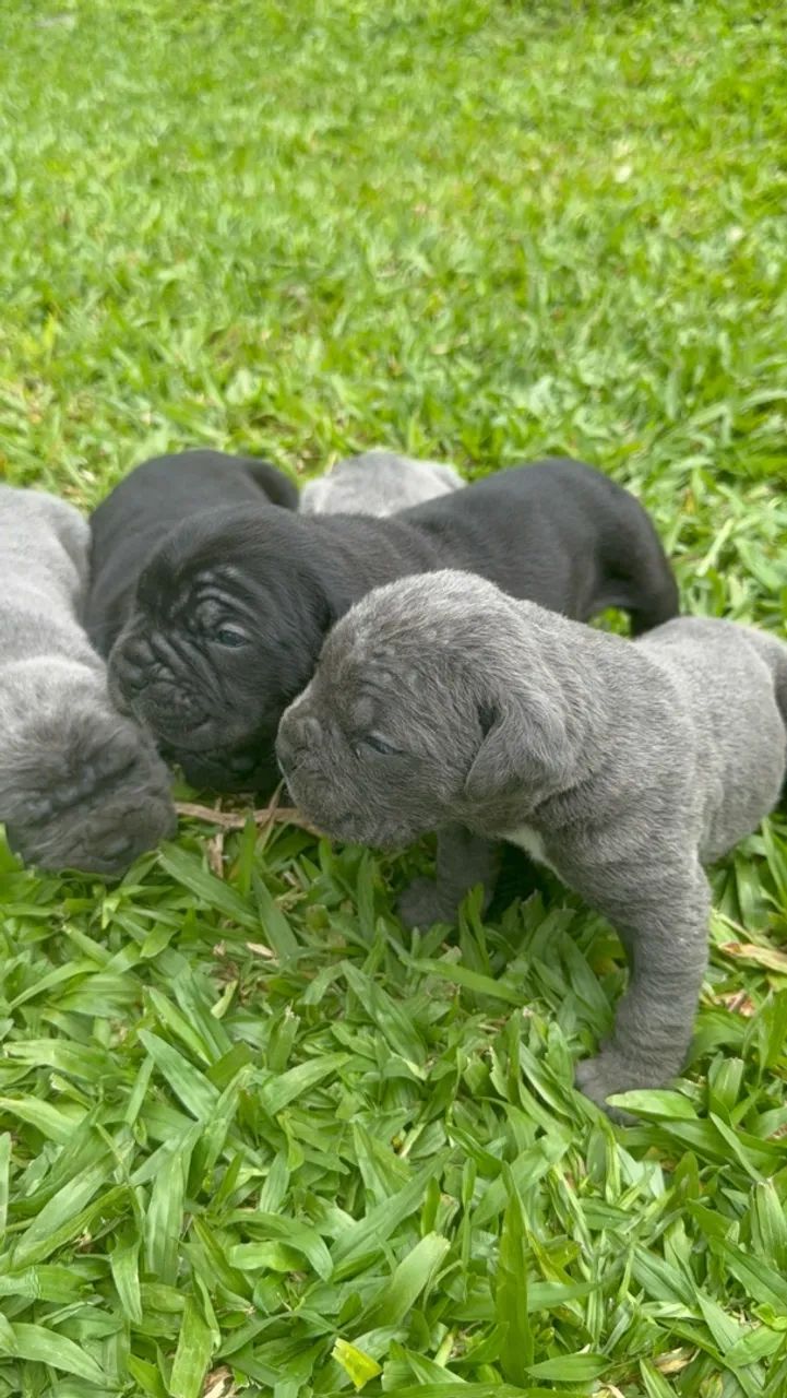 Filhotes Cane Corso Italiano  - Foto 3