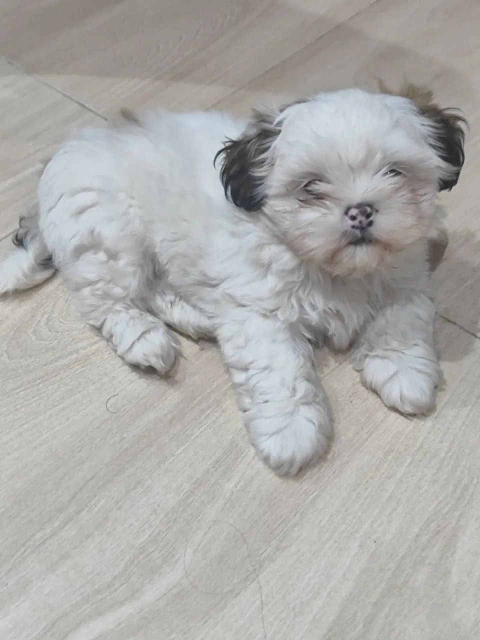 Lhasa Apso - Foto 2