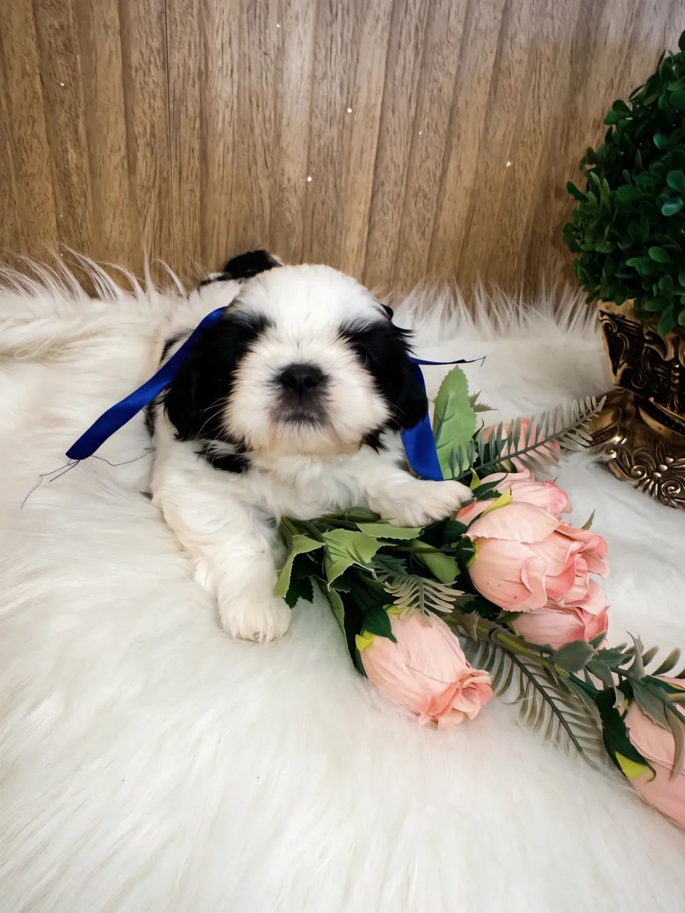 Filhotes de shihtzu  - Foto 4