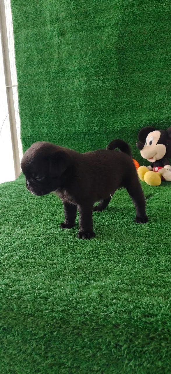 Filhote de Pug macho  - Foto 3