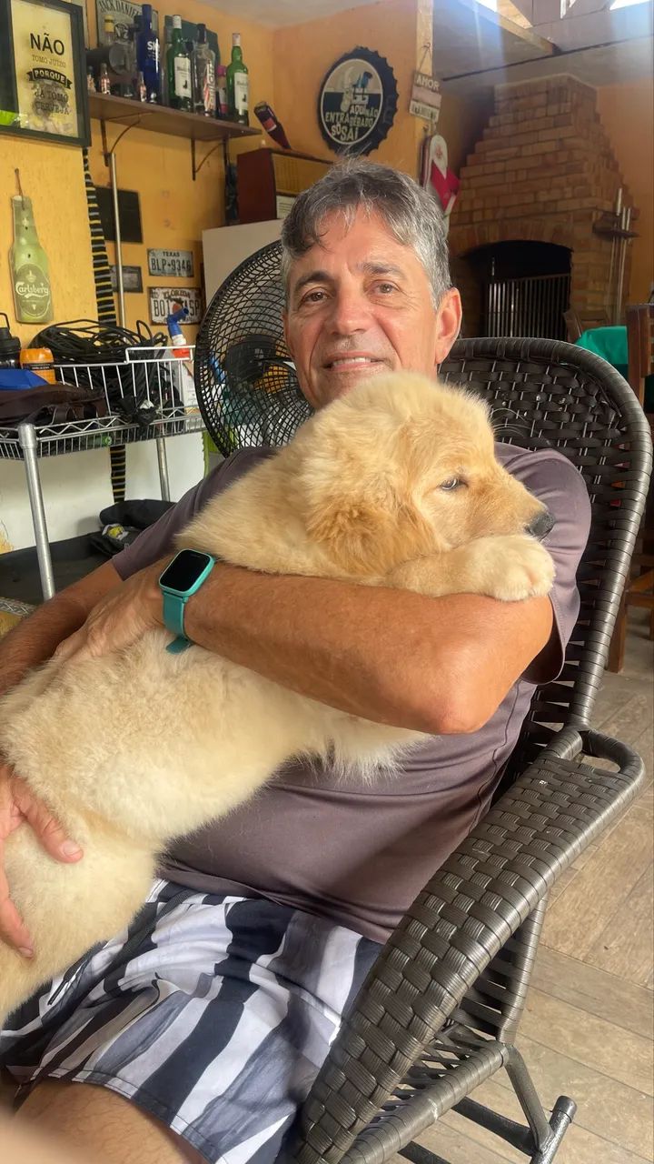 Filhotes de Golden Retriever- Alto Padrão de Qualidade