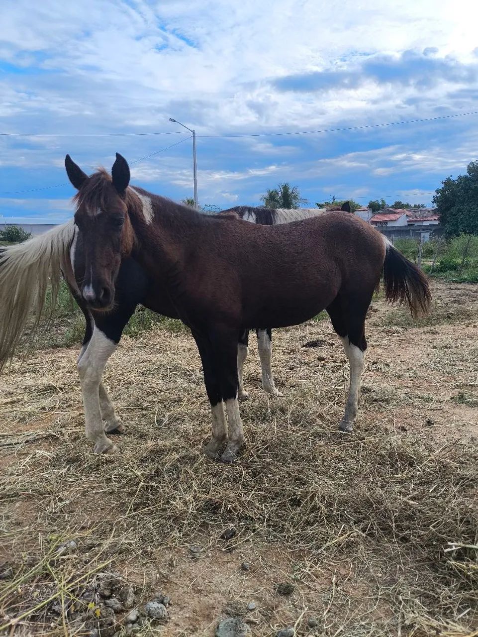 Potro Paint Horse 10 meses  - Foto 2