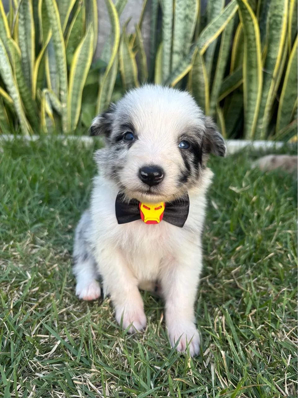 Cachorro bordei collie  - Foto 2