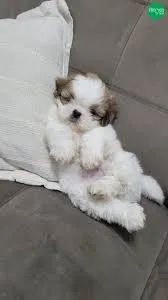 shih tzu encantadores.