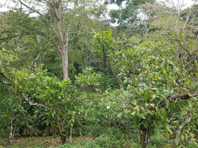 FZ 037- Fazenda Próximo a Ipiaú ? BA com 30 hectares. - Foto 15
