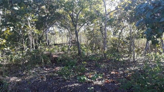 Terrenos Após trevo do Lagarto Sentido Sinop - Foto 2
