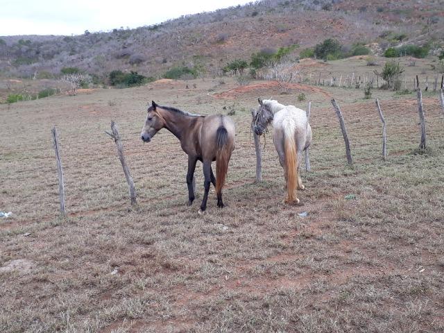 Fazenda de 160 hequitares - Foto 11