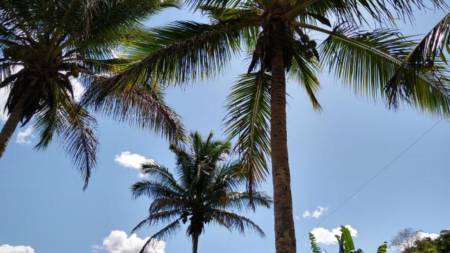 Sítio - União dos Palmares - Foto 5