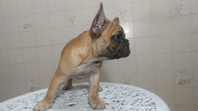 Bulldog Francês cabeça escura;cor uniforme;perna arqueada, orelha levantada($2200) - Foto 5
