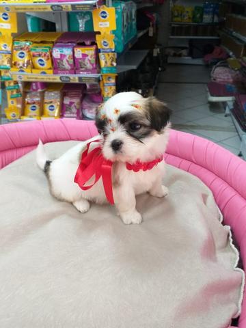 Shihtzu tricolor mini vc vai encontrar aqui no GOLD DOG