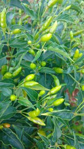 Pimenta Malagueta - Foto 4