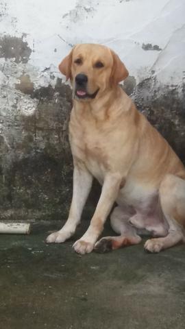 Labrador - Foto 3