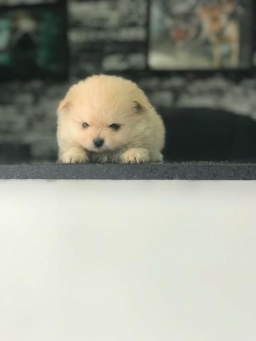 Spitz Alemão tamanho anão padrão ursinho, com suporte veterinário gratuito durante 6 meses