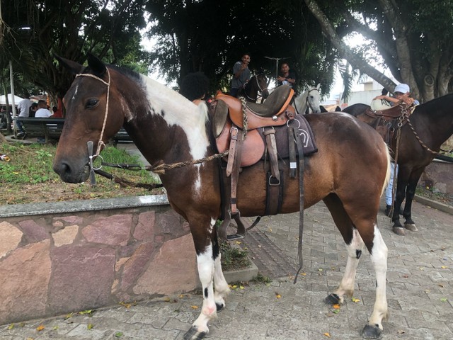 Égua boa se marcha picada 