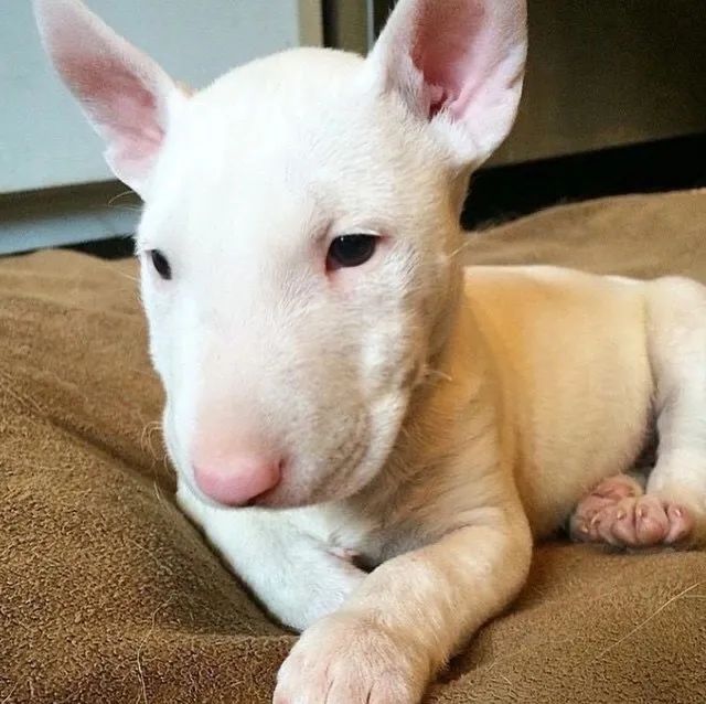 Bull Terrier filhote disponível.