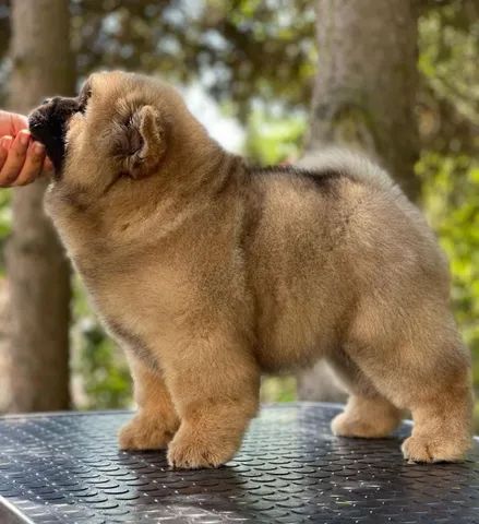 Chow Chow filhote disponível.