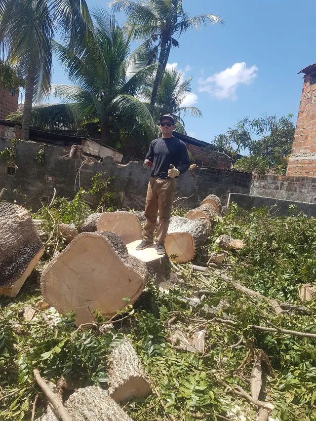 Poda de árvores,  limpeza de coqueiros e remoção do material * - Foto 5