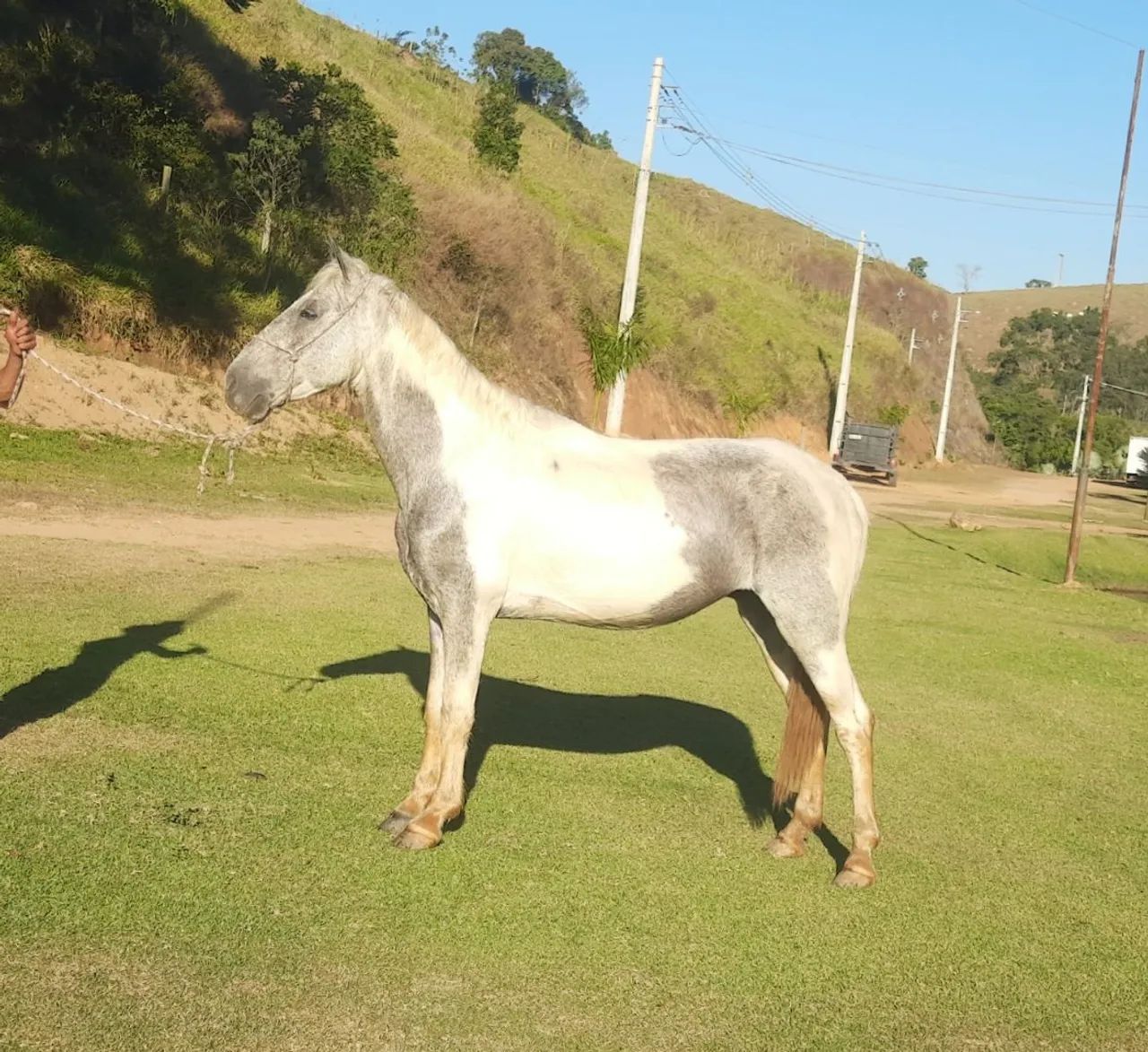 Cavalo pampa, marcha picada 30x de R$266,66 - No carnê. - Cavalos e  acessórios - Centro, Juiz de Fora 1315393790 | OLX