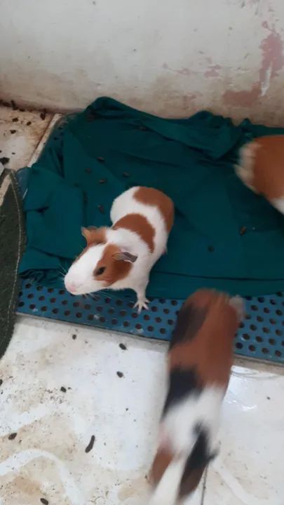 Porquinho da india - Foto 3