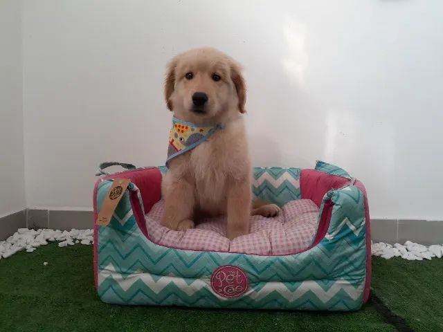 Golden Retriever macho e fêmea com procedência