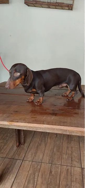 Dachshund basset salsicha Teckel fêmea  - Foto 5