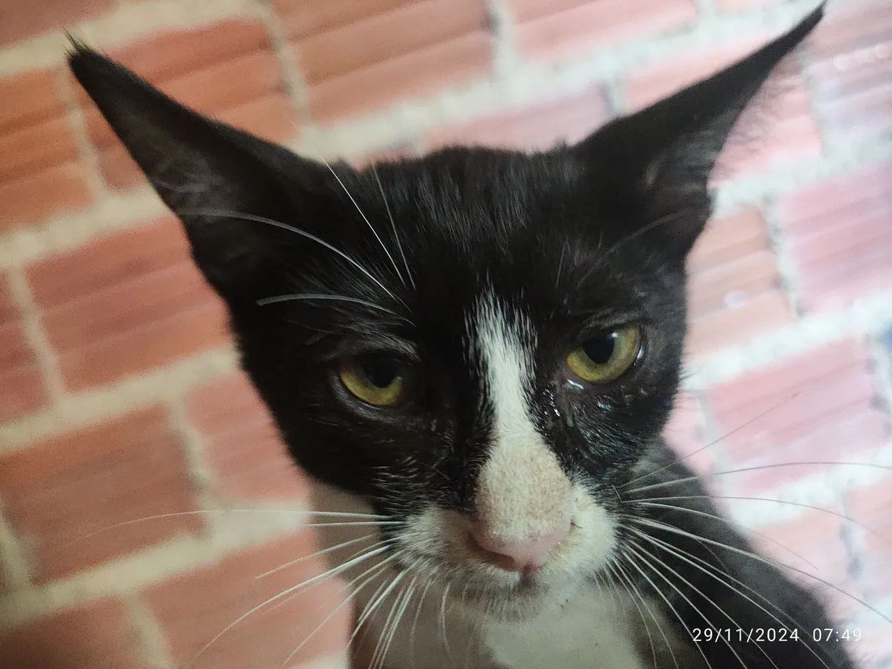 Gatinhos pretos e brancos para adoção - Foto 2