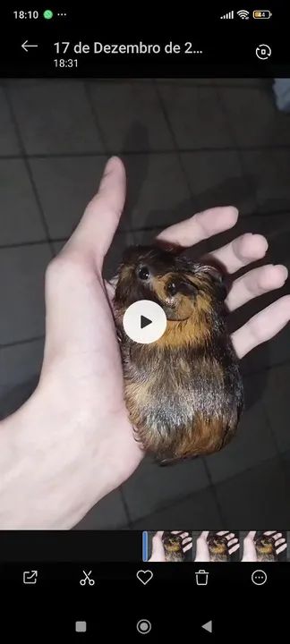 Coelho da Índia Fofo para Adoção