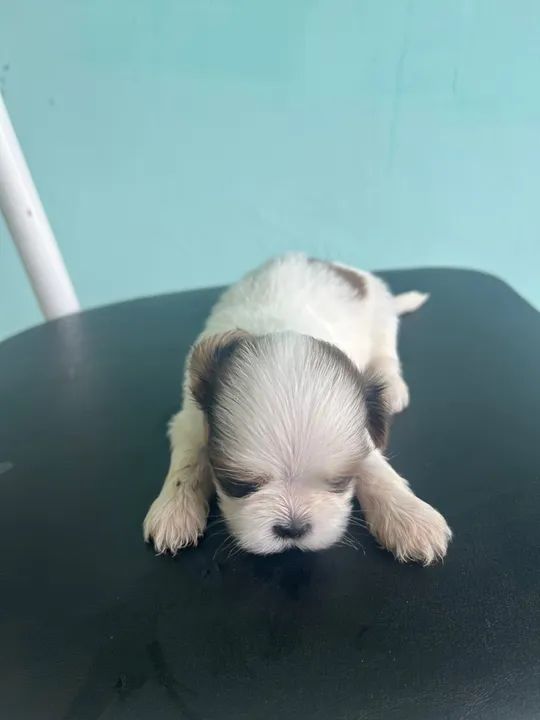 Filhote Shih Tzu - Foto 2
