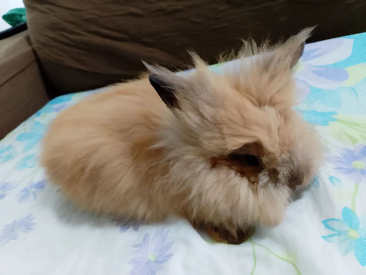 Coelhinho coelha mini lion - Fofo e Carinhoso e peluda - Foto 2