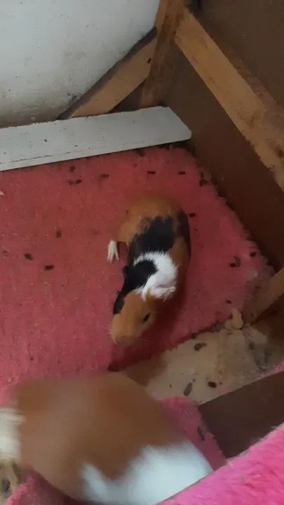 Porquinho da india - Foto 2