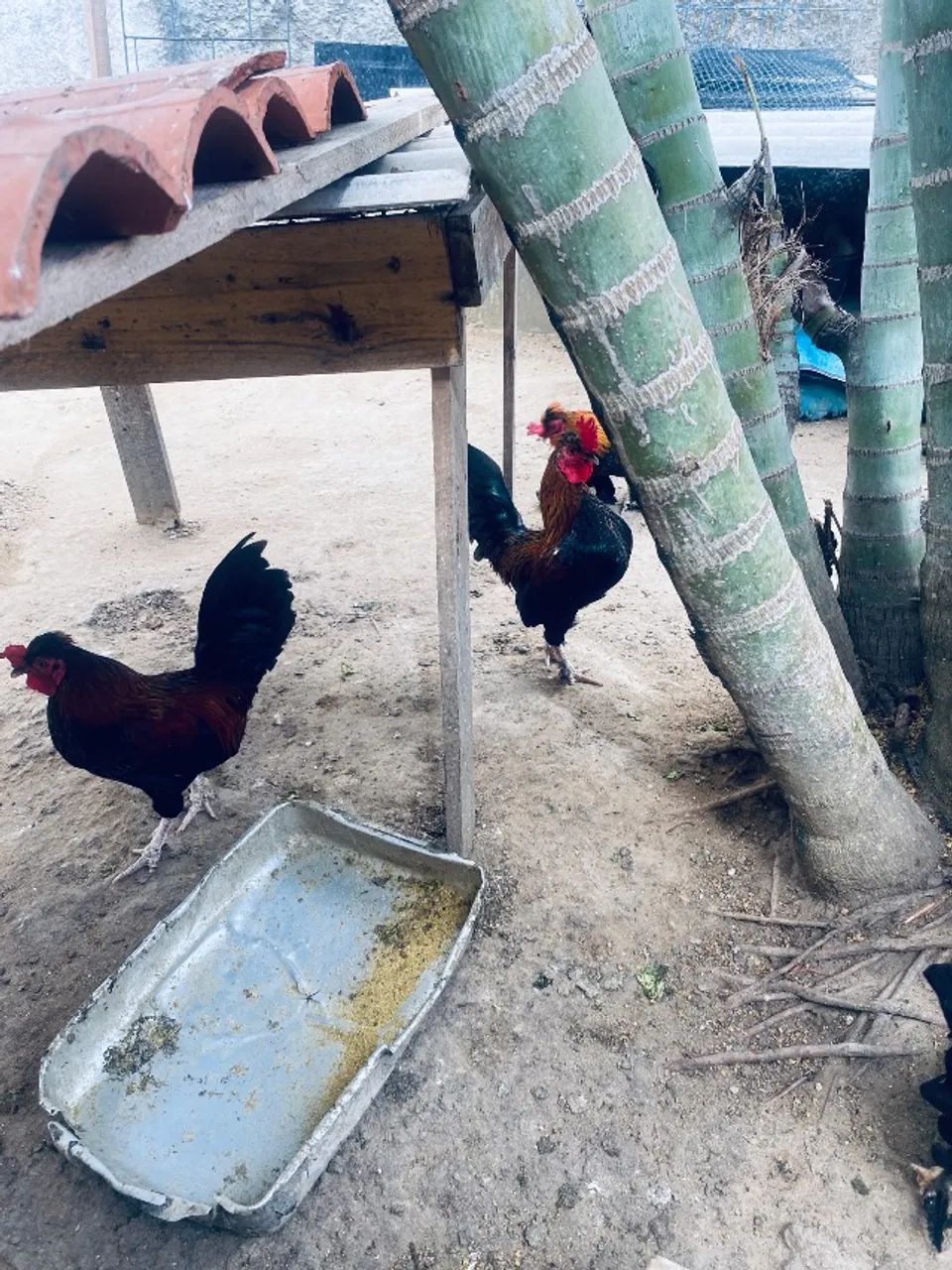 Gansos e galinhas para vender logo  - Foto 5