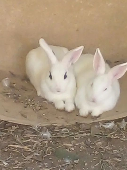 Coelhos com 3 meses  - Foto 2