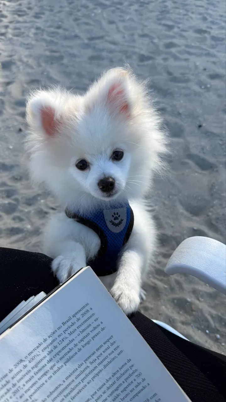 Filhote Lulu da pomerania 